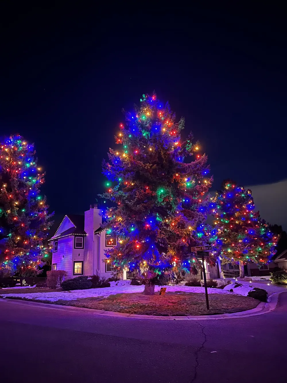 Tall evergreen trees wrapped in multicolor lights in front of a home